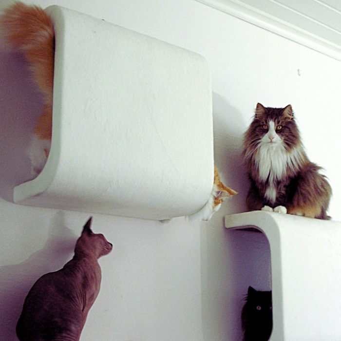 BF25 Tube - Ananimalab.com