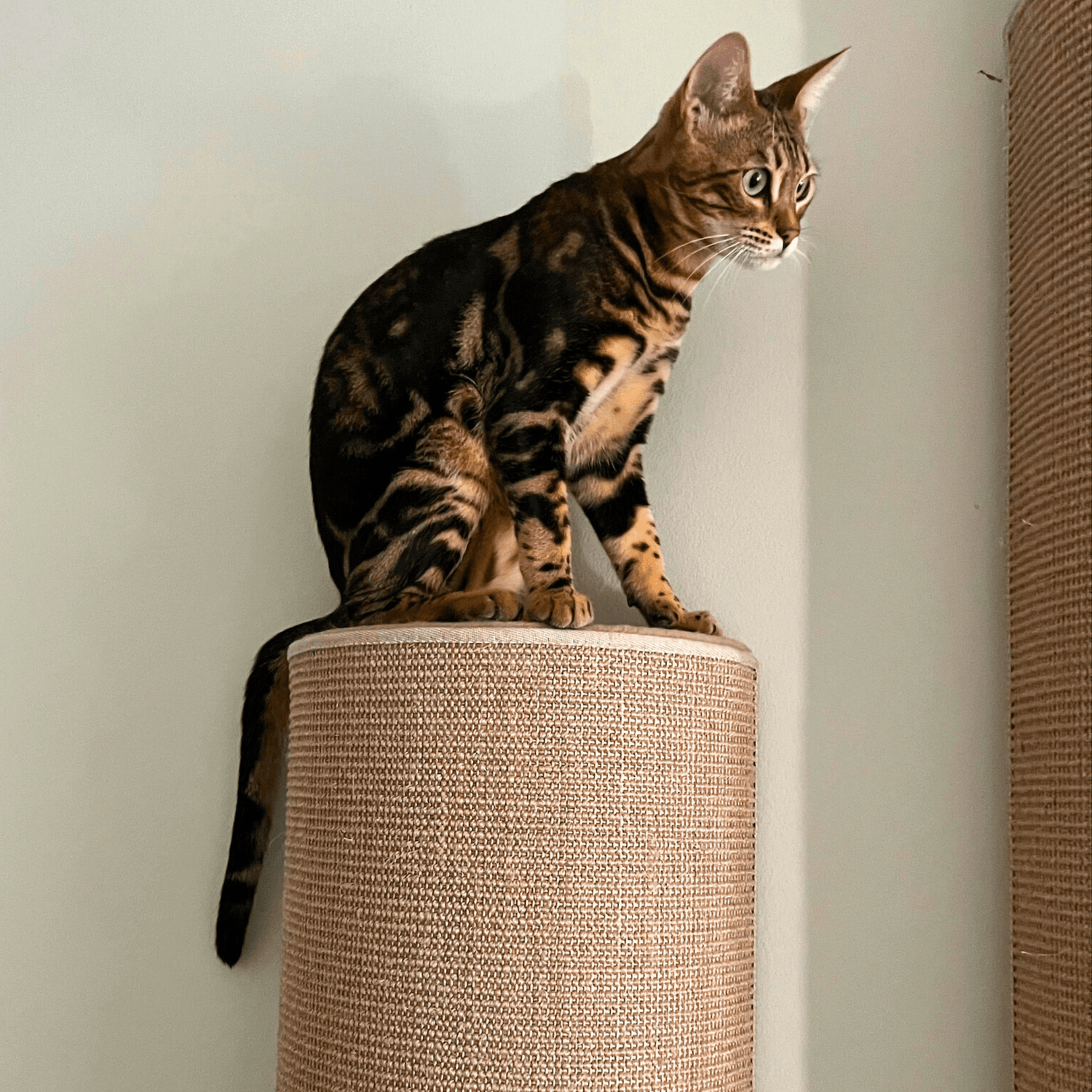 Kissan kiipeily-ja raapimispylväät - Ananimalab.com