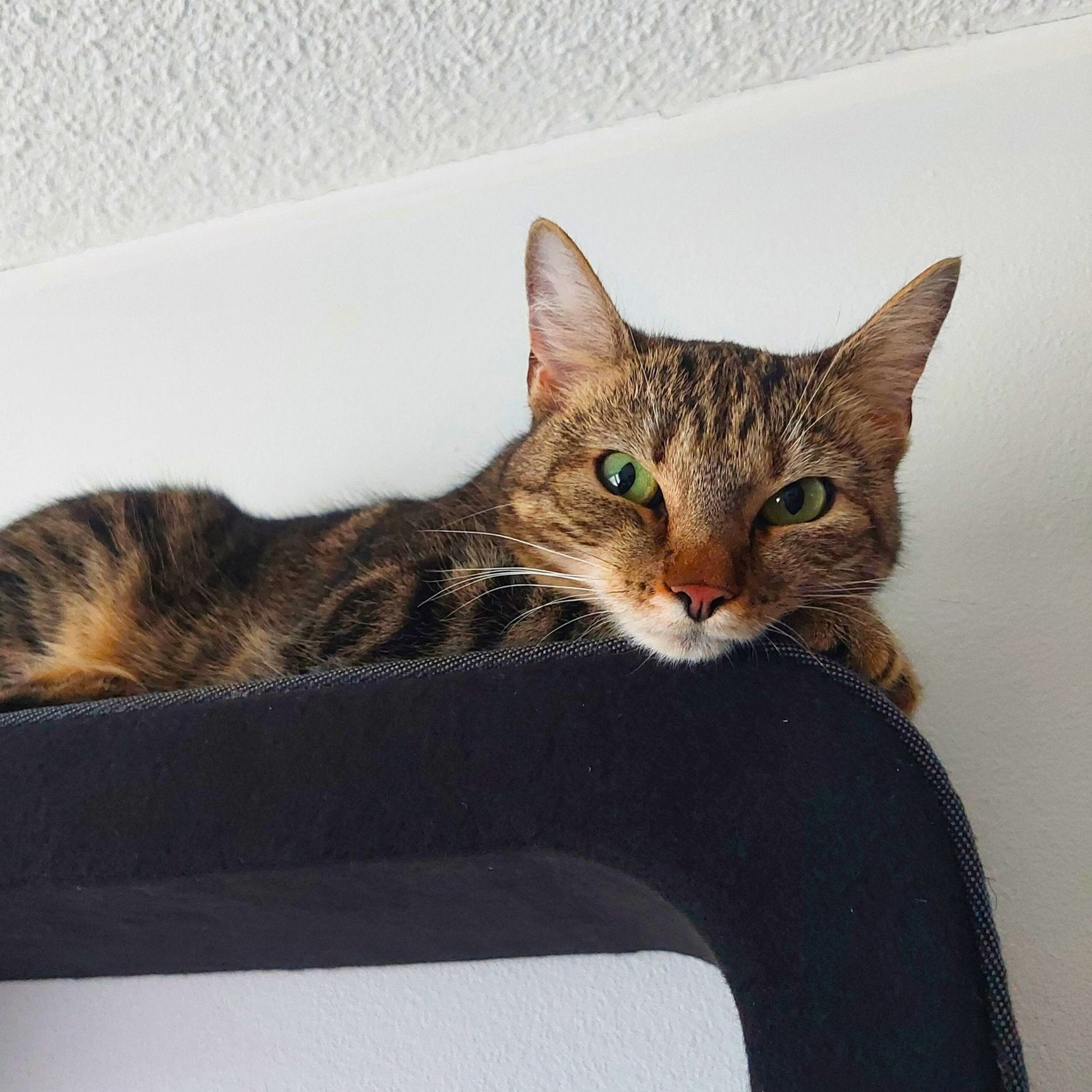 Kissan kiipeilyportaat - ZikZak-elementit - Ananimalab.com