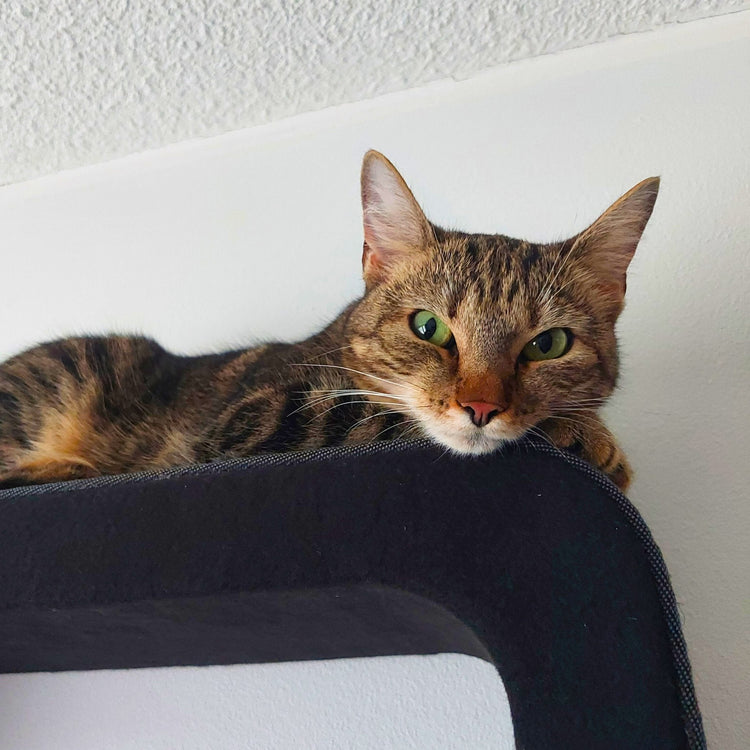 Kissan kiipeilyportaat - ZikZak-elementit - Ananimalab.com