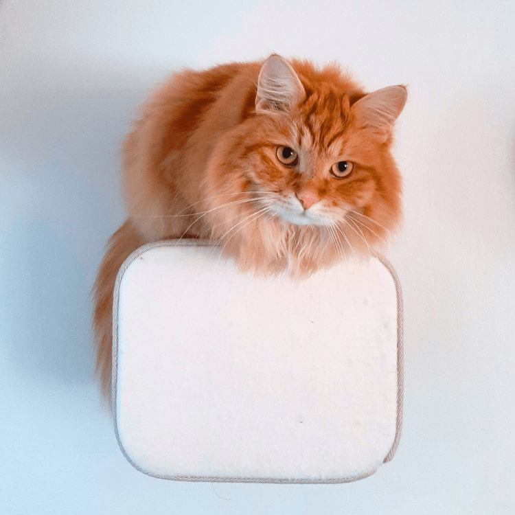 Kissan kiipeilyseinä, Balk-muotosarja - Ananimalab.com