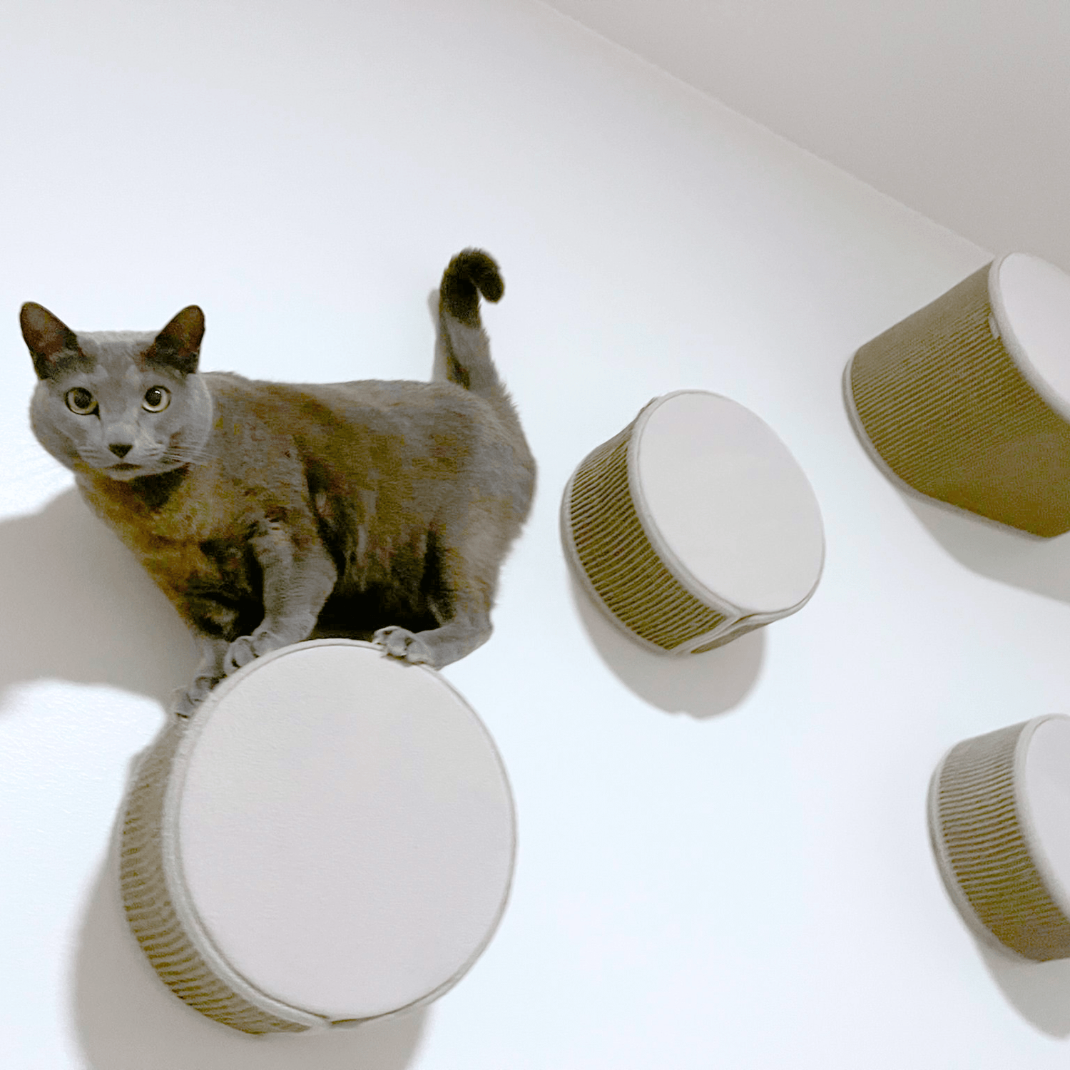 Sinun kotisi kokoisia kissakalusteratkaisuja - Ananimalab.com