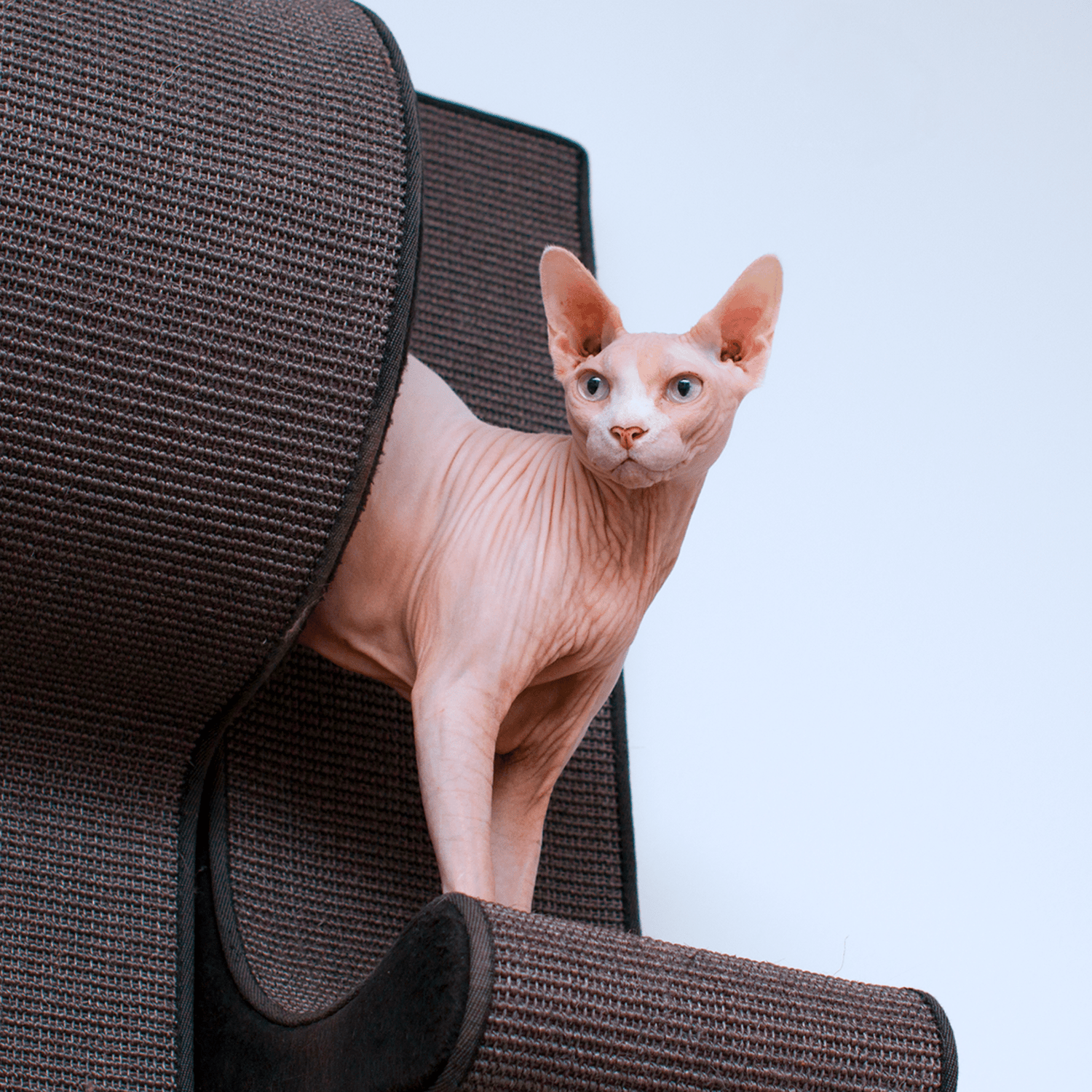 Tutti i Gatti+ -seinäpanelikonsepti - Ananimalab.com