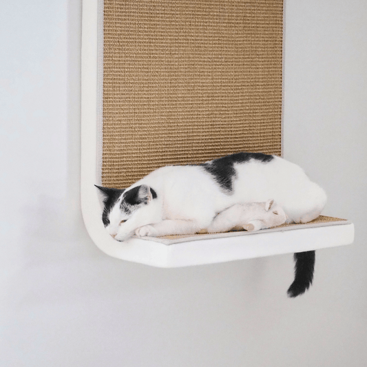 BF25 DS - 100 - Ananimalab.com