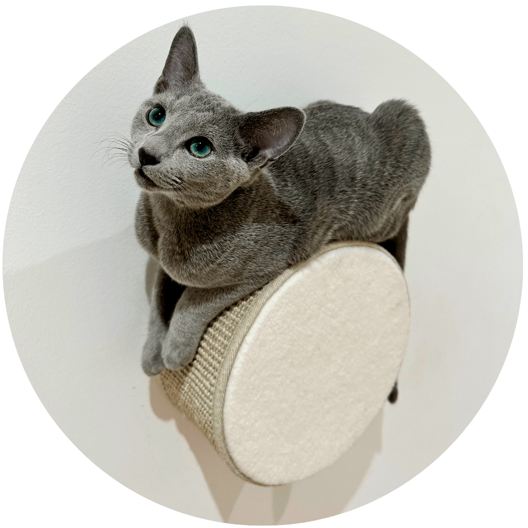 BF25 Kissan kiipeilyseinä Taboo serie5 - Ananimalab.com