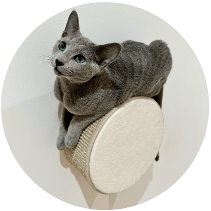 BF25 Kissan kiipeilyseinä Taboo serie5 - Ananimalab.com