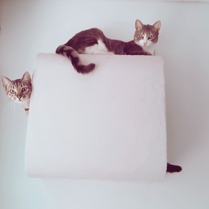 BF25 Tube - Ananimalab.com