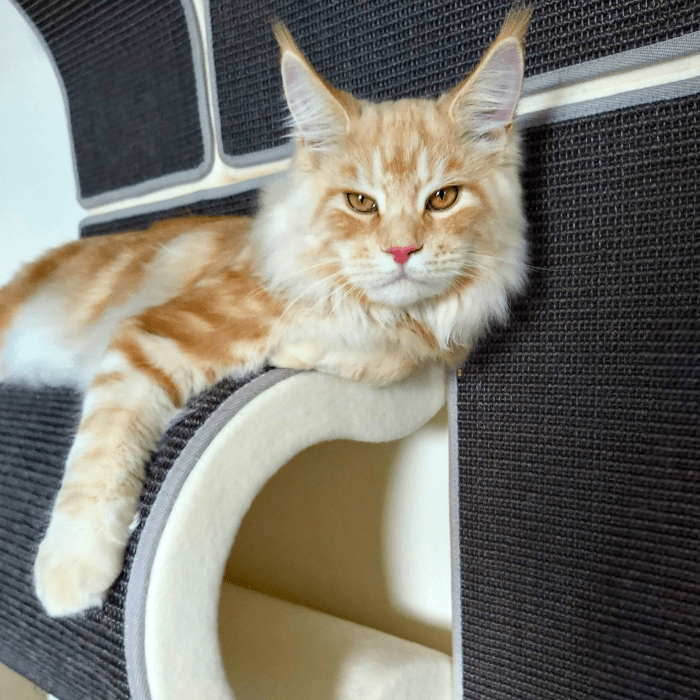 Kissakalusteen vahvistuspaketti BigCats01 - Ananimalab.com