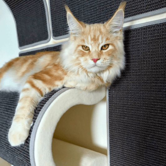 Kissakalusteen vahvistuspaketti BigCats01 - Ananimalab.com