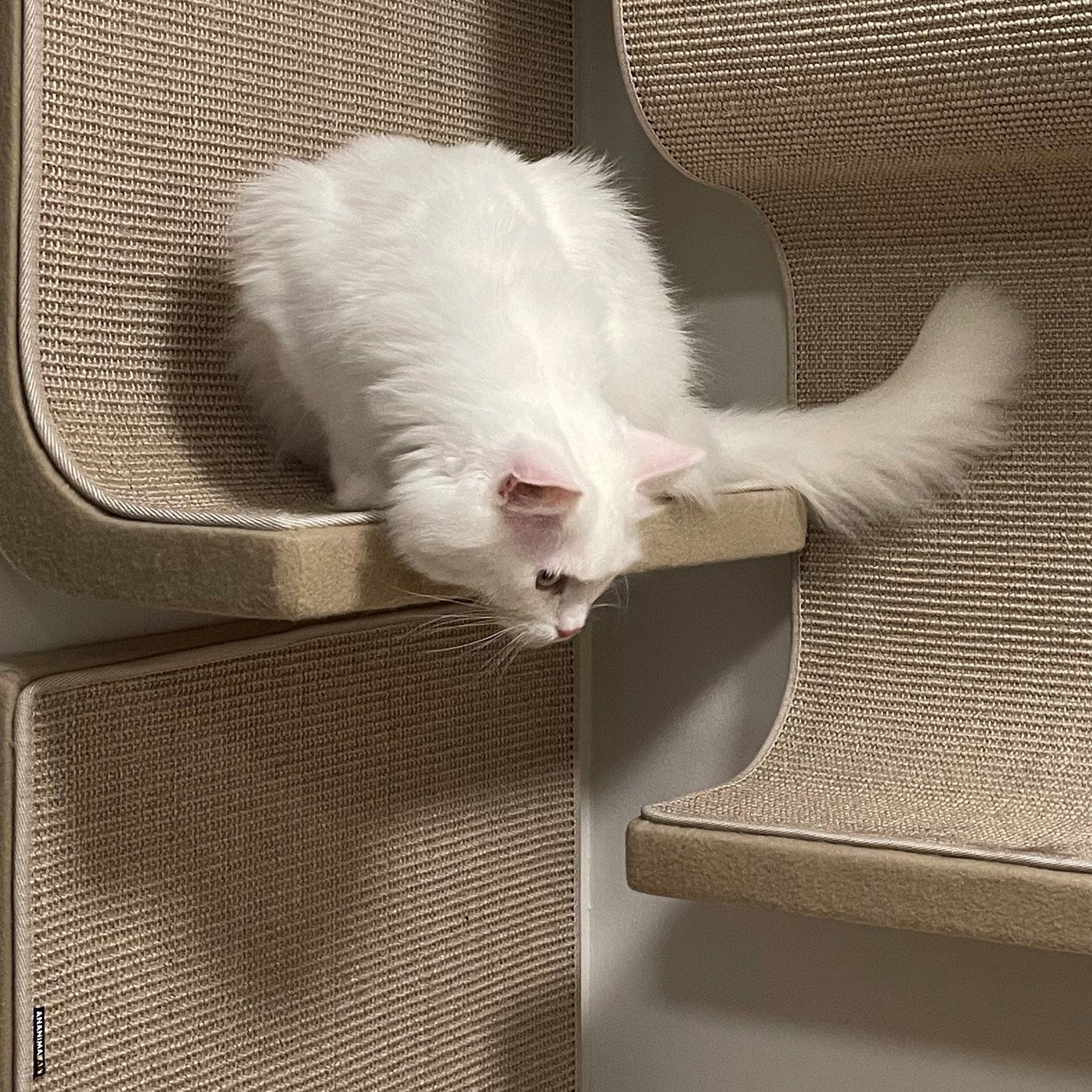 Kissan astinelementti - 06_Step - Ananimalab.com