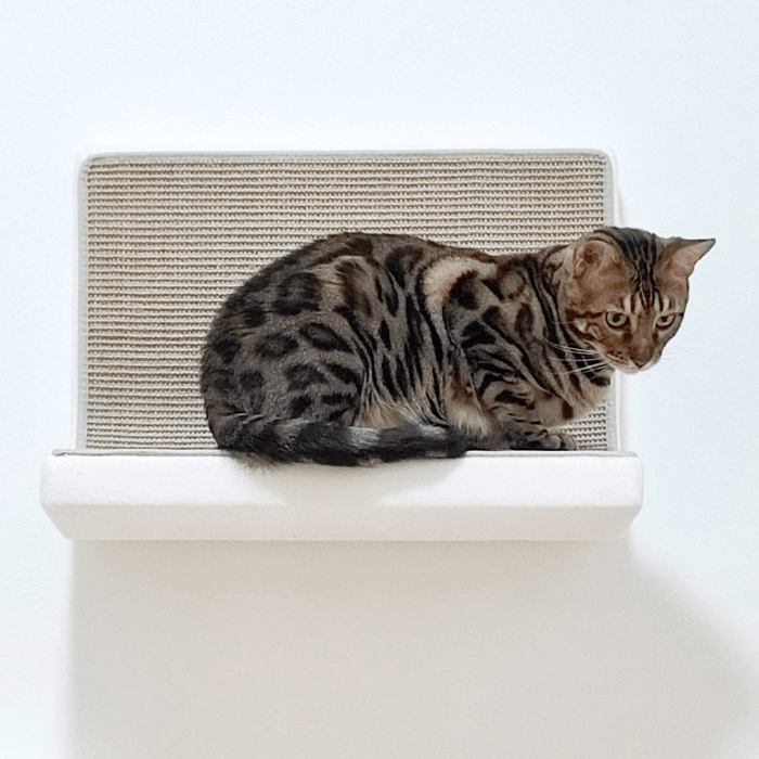 Kissan astinelementti - 06_Step - Ananimalab.com