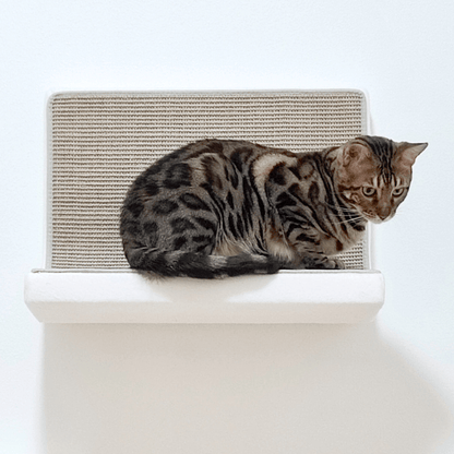 Kissan astinelementti - 06_Step - Ananimalab.com