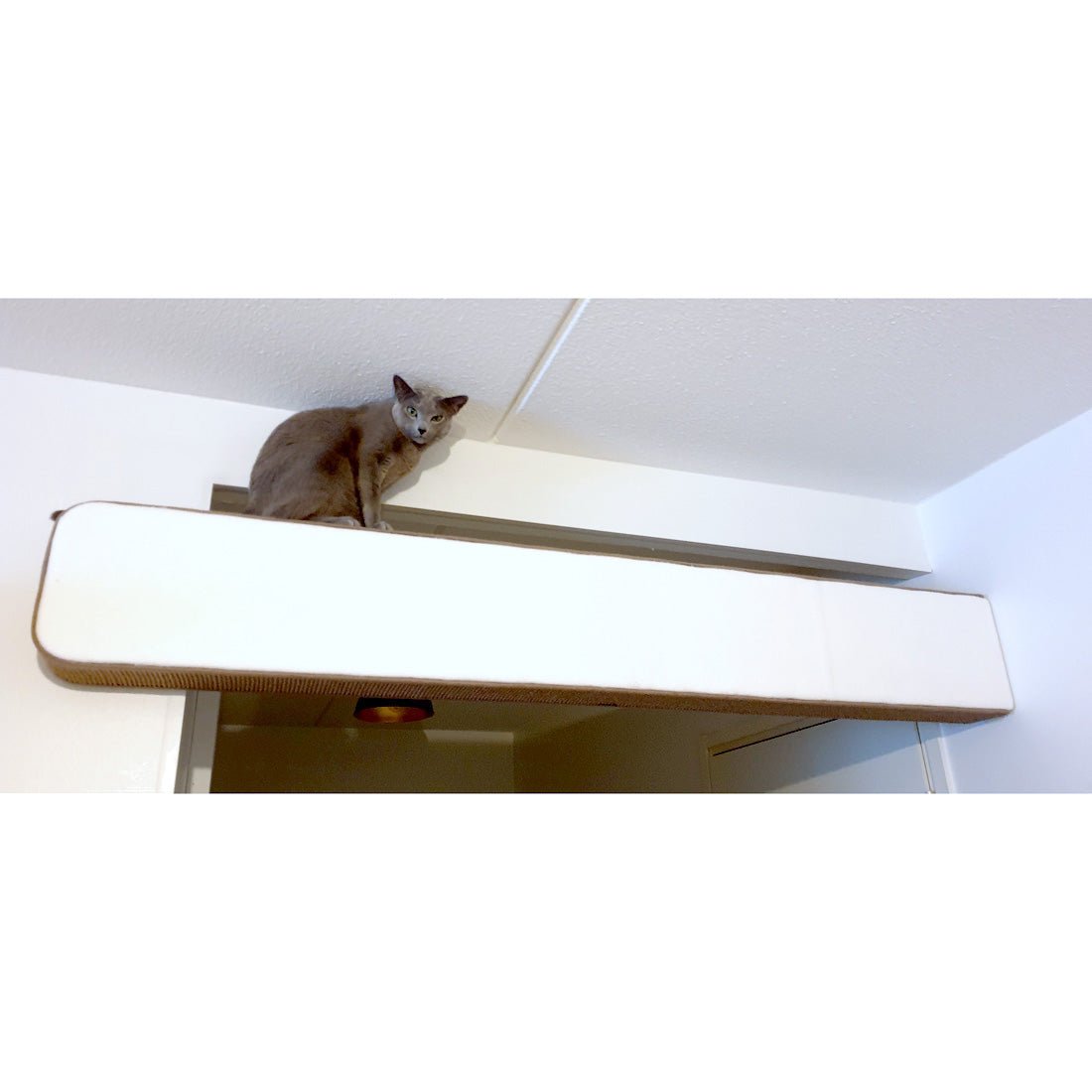 Kissan Balk - siltakappale - Ananimalab.com