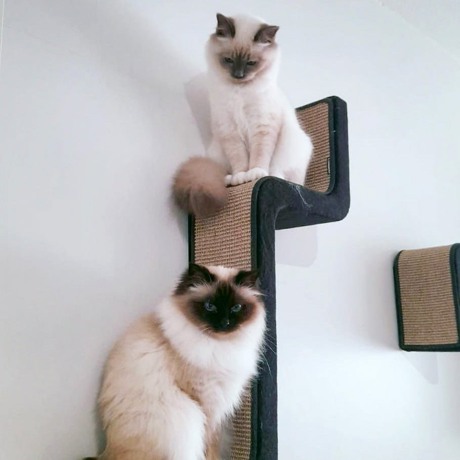 Kissan kiipeilyportaat ZikZakSerie - 17All - sarja - Ananimalab.com