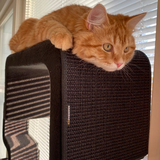 Kissan kiipeilyportaat ZikZakSerie - 25All - sarja - Ananimalab.com