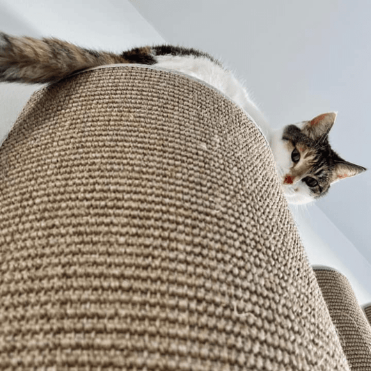 Kissan kiipeilypylväs Pilaster - D - 01_Pil - Ananimalab.com