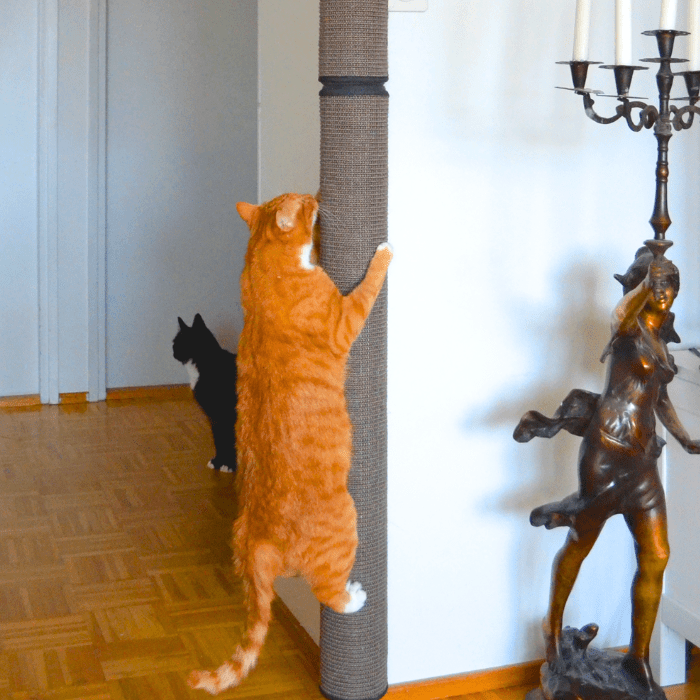 Kissan kiipeilypylväs Pole G - 02 - Ananimalab.com