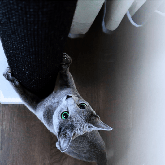 Kissan kiipeilypylväs Pole ulkonurkkaan, yhdistelmät - Ananimalab.com