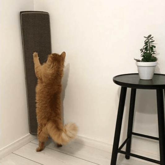 Kissan kiipeilypylväs Turtle C - 01 - Ananimalab.com