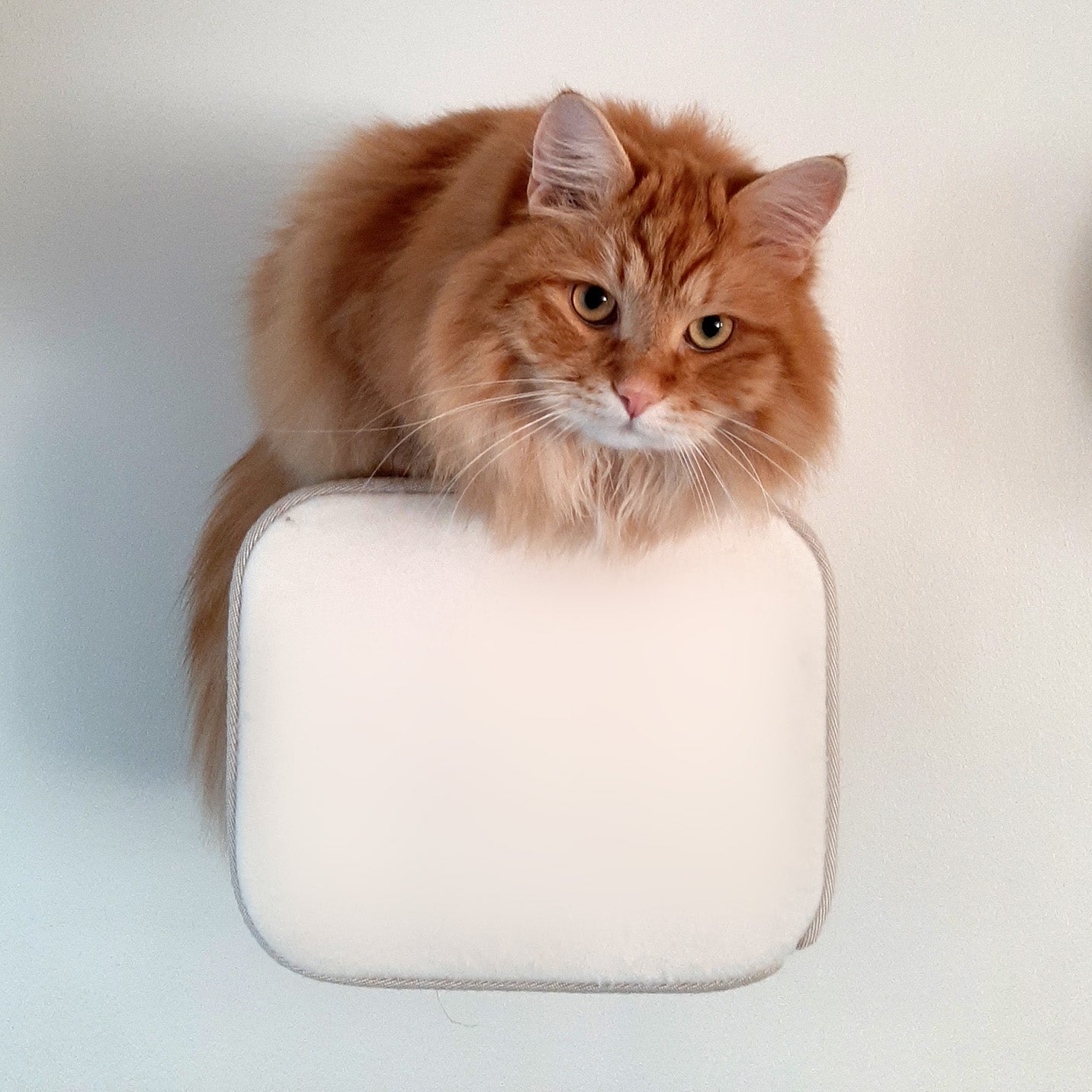 Kissan kiipeilyseinä, BalkMiniCr - muotosarja - Ananimalab.com