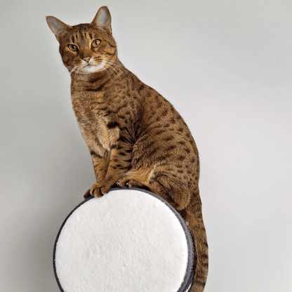 Kissan kiipeilyseinä TabooRound - Ananimalab.com