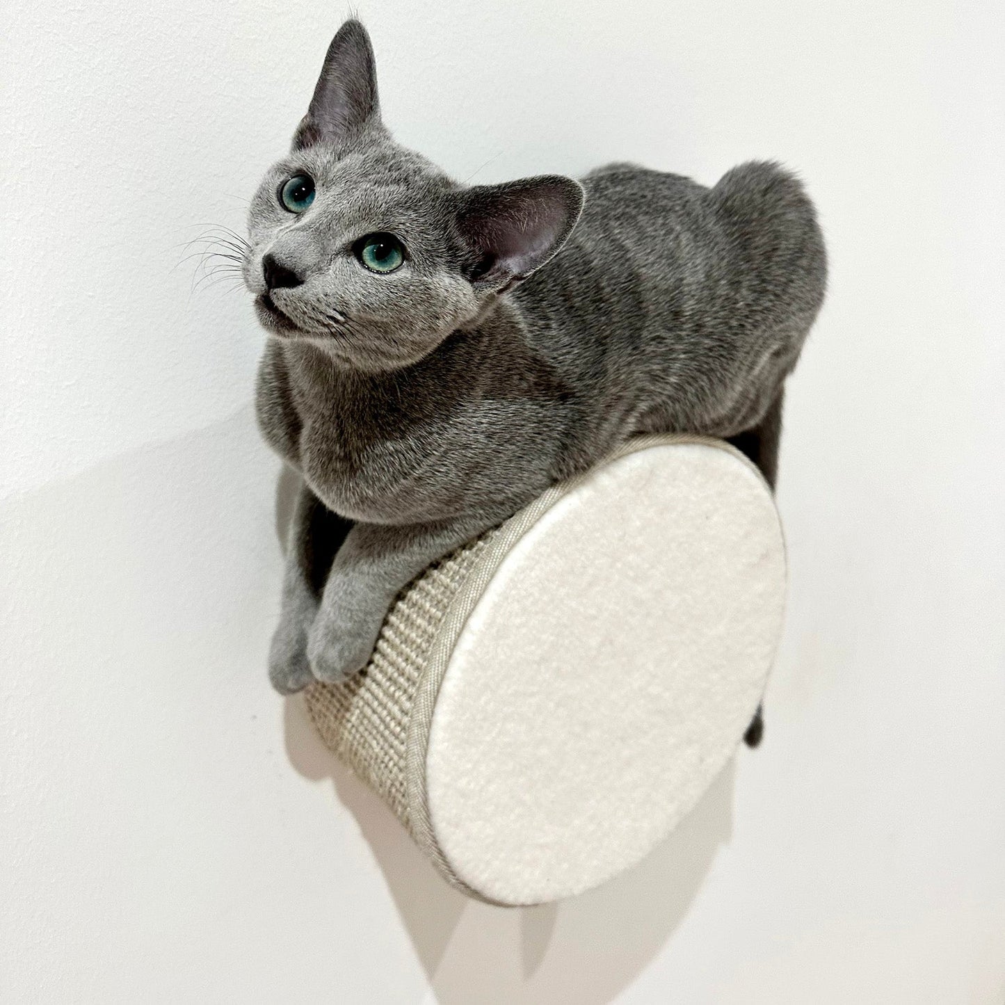 Kissan kiipeilyseinä TabooRound - Ananimalab.com