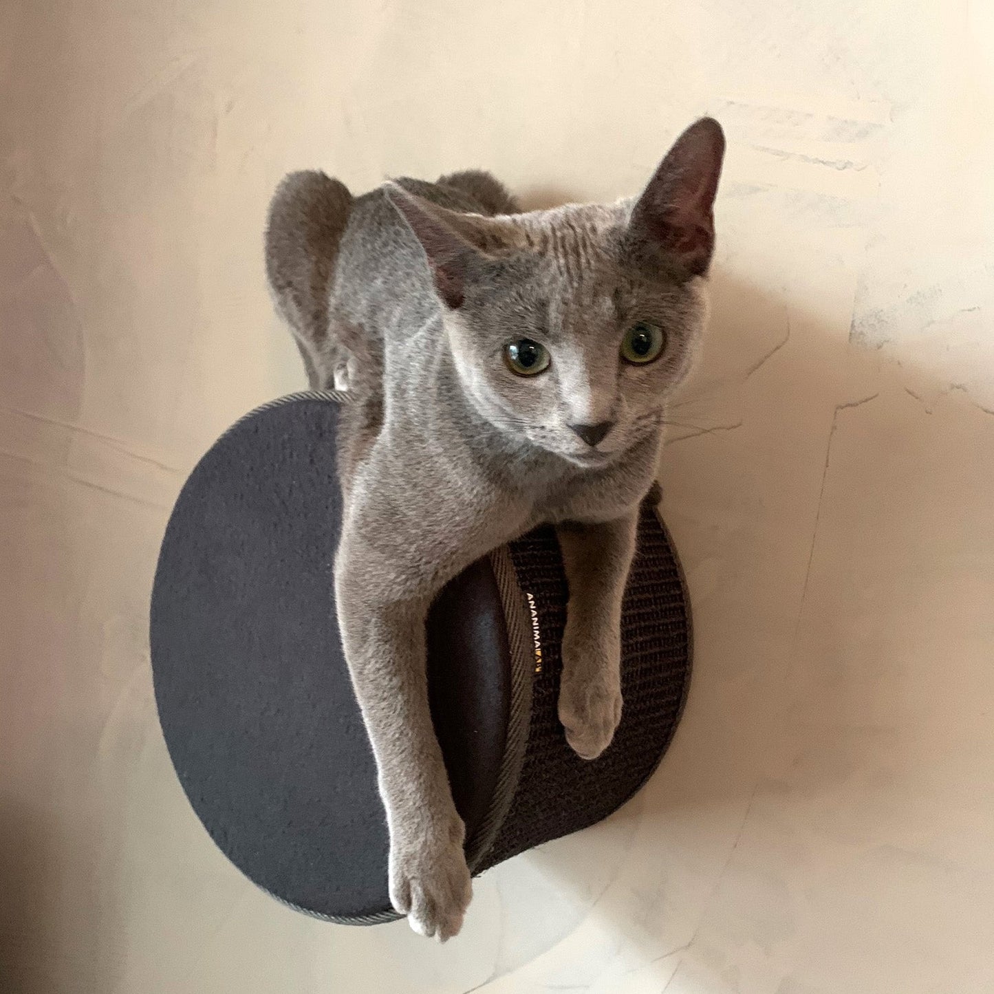 Kissan kiipeilyseinä TabooRound - pyöreä elementti - Ananimalab.com