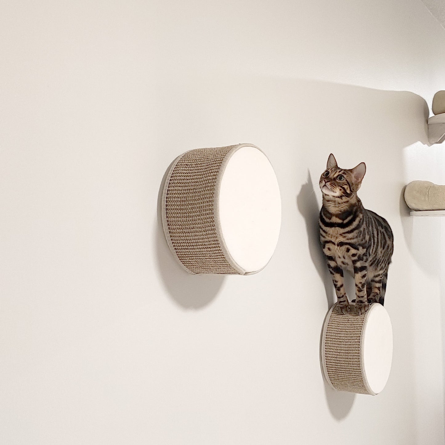 Kissan kiipeilyseinä TabooRound - pyöreä elementti - Ananimalab.com
