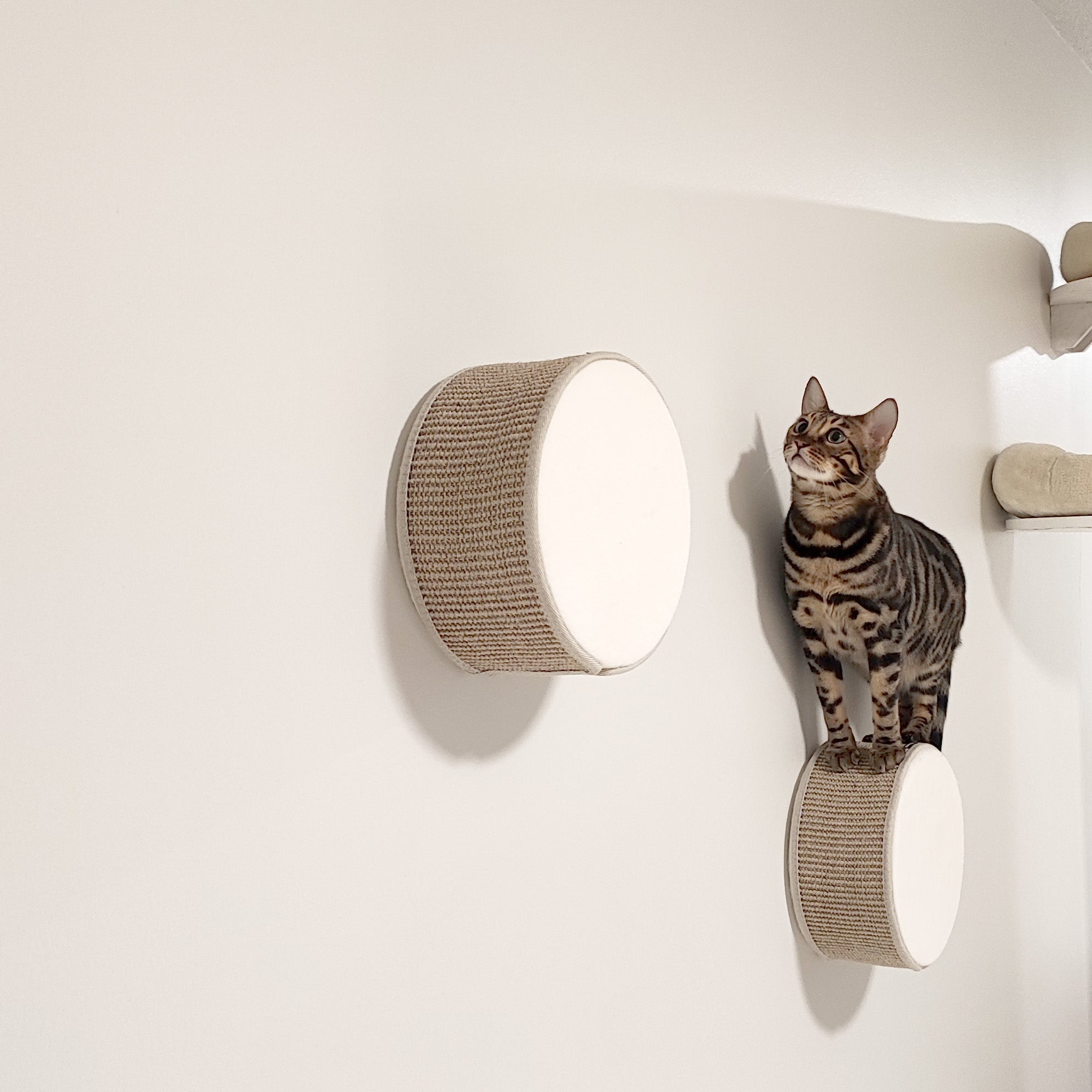 Kissan kiipeilyseinä TabooRound - pyöreä elementti - Ananimalab.com