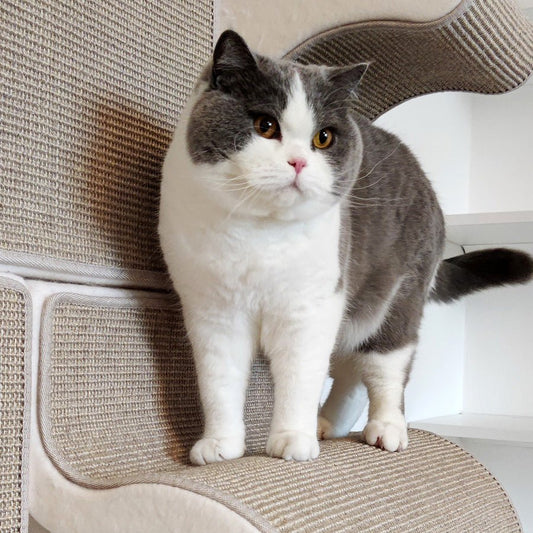 Kissan kiipeilyseinä TiG+21 - Com_Base - Ananimalab.com