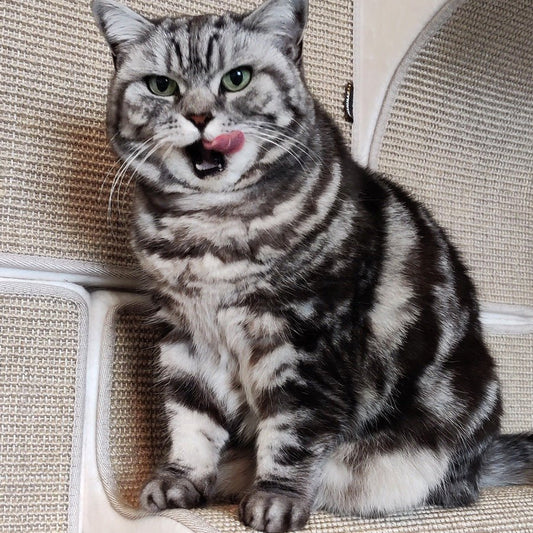 Kissan kiipeilyseinä TiG+22 - Com_Base+ - Ananimalab.com