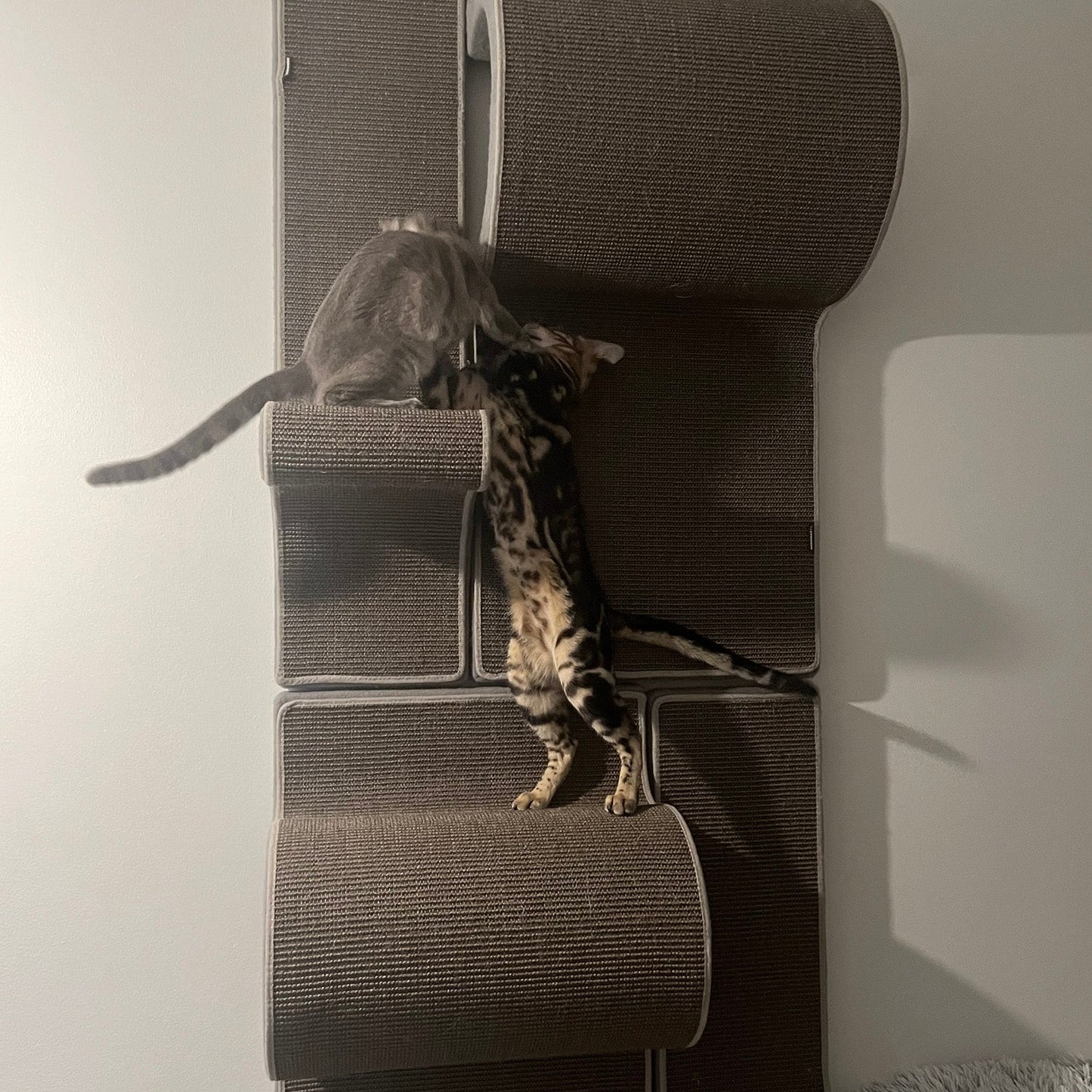 Kissan kiipeilyseinä TiG+24 - Com_Double+ - Ananimalab.com