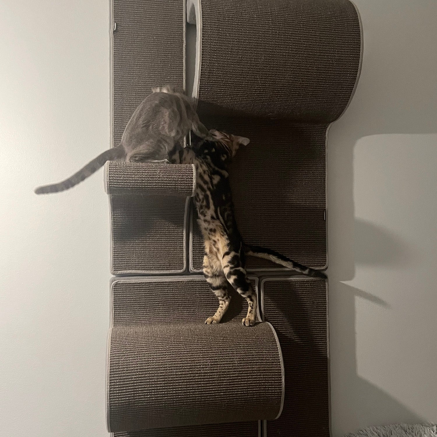 Kissan kiipeilyseinä TiG+24 - Com_Double+ - Ananimalab.com