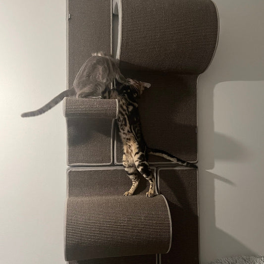 Kissan kiipeilyseinä TiG+24 - Com_Double+ - Ananimalab.com