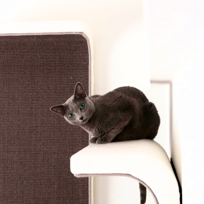 Kissan lepoelementti DS02 - 100 x 2 - Ananimalab.com