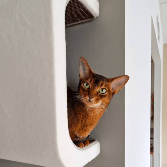 Kissan lepoelementti Tube - Ananimalab.com