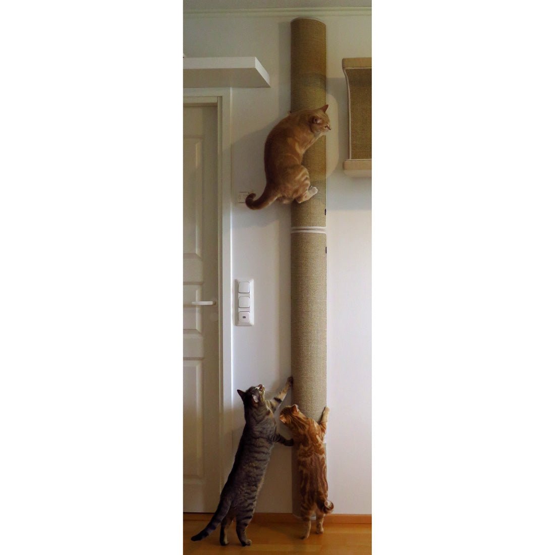 Kissan kiipeilypylväs Pilaster, yhdistelmät - Ananimalab.com