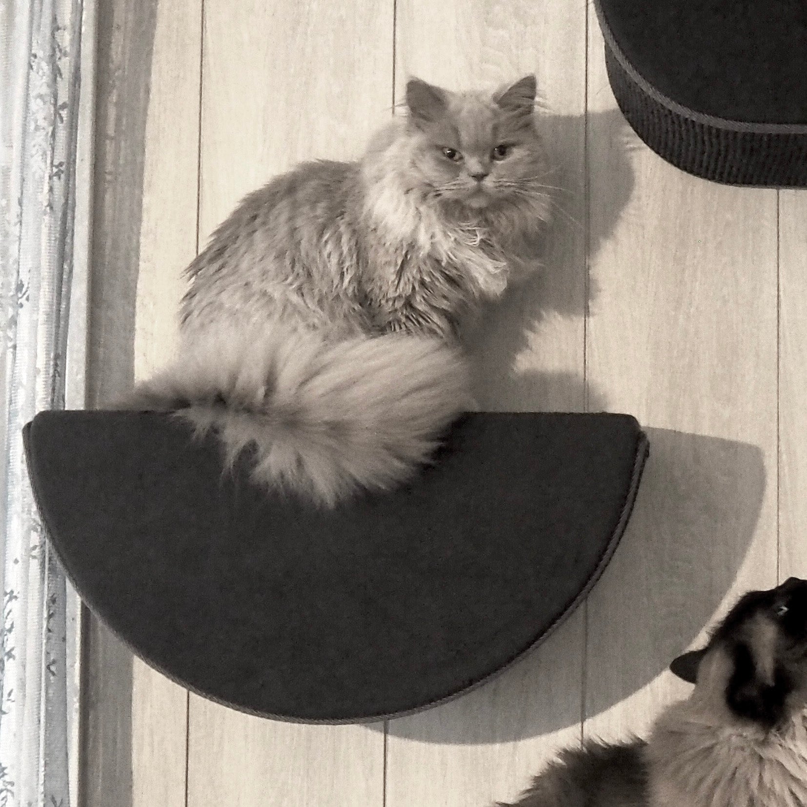 Kissan kiipeilyseinä TabooHalf - Ananimalab.com