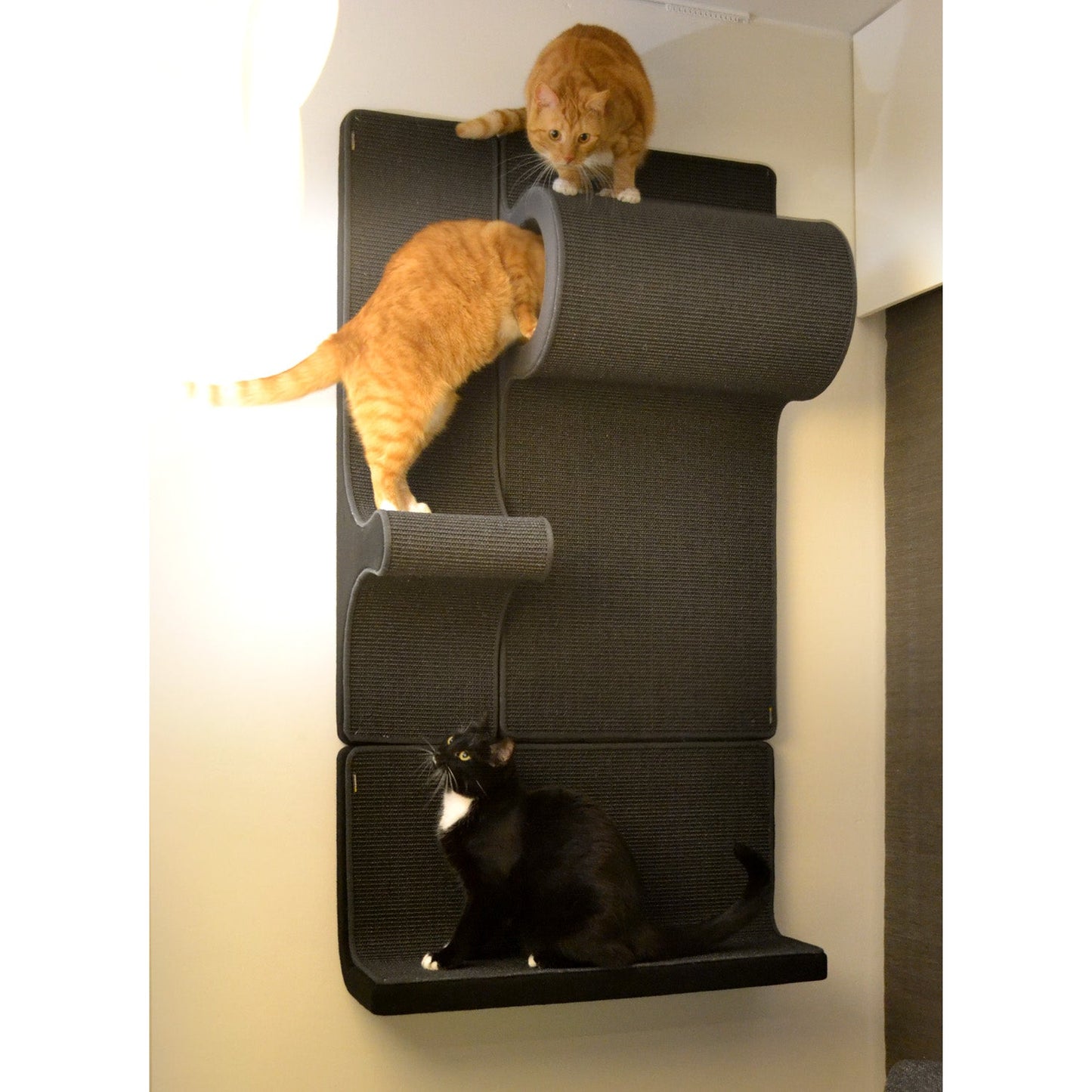 Kissan kiipeilyseinä TiG+55B - Mini_P1 - P3 - SP - Ananimalab.com