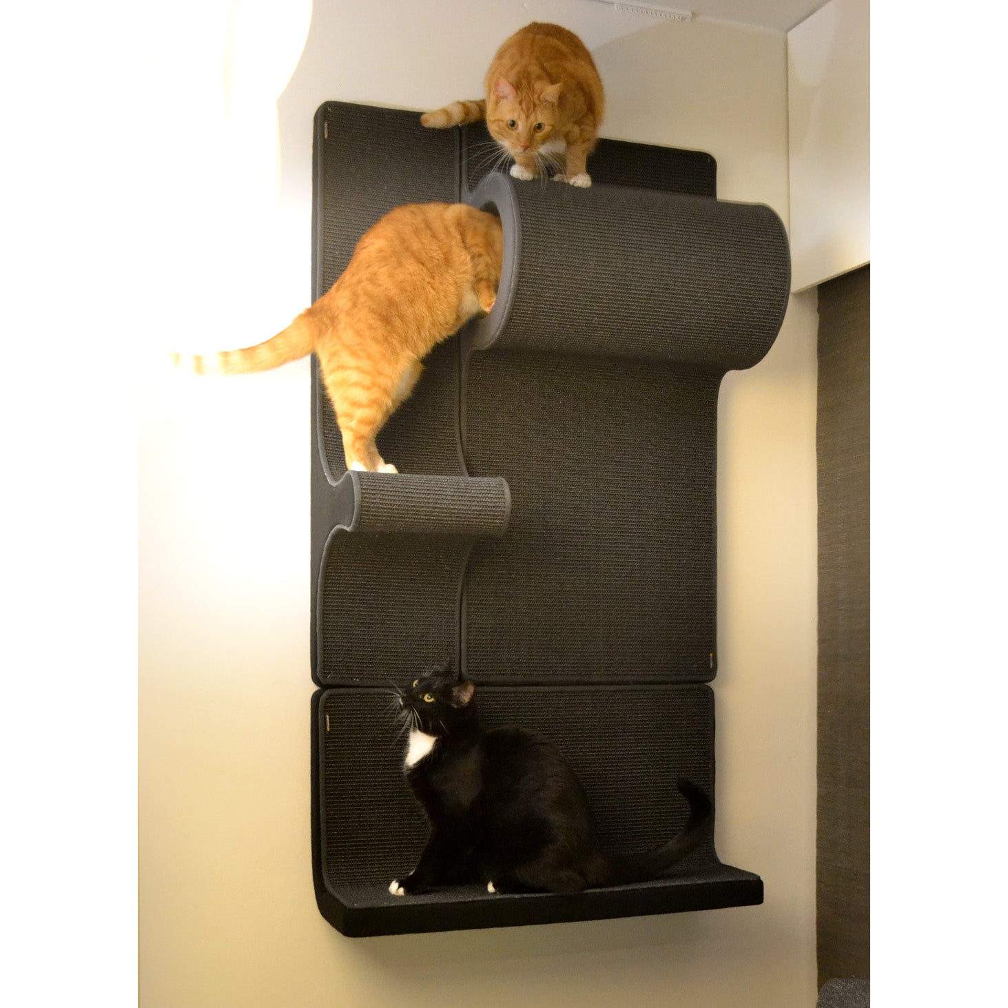 Kissan kiipeilyseinä TiG+55B - Mini_P1 - P3 - SP - Ananimalab.com